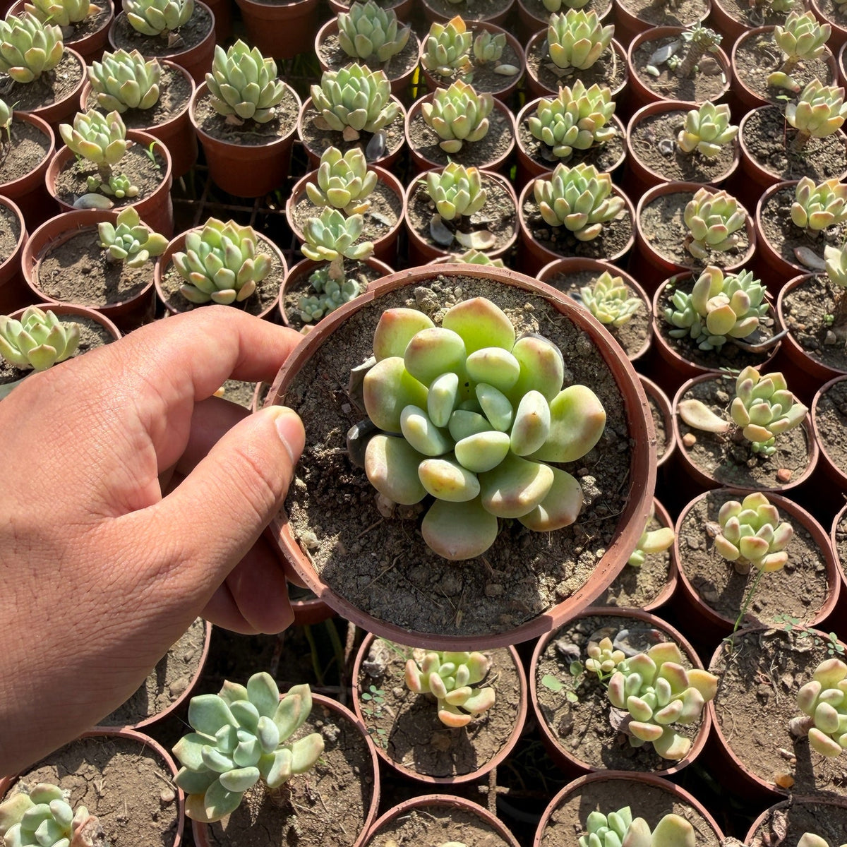 Pachyphytum - Green Mist