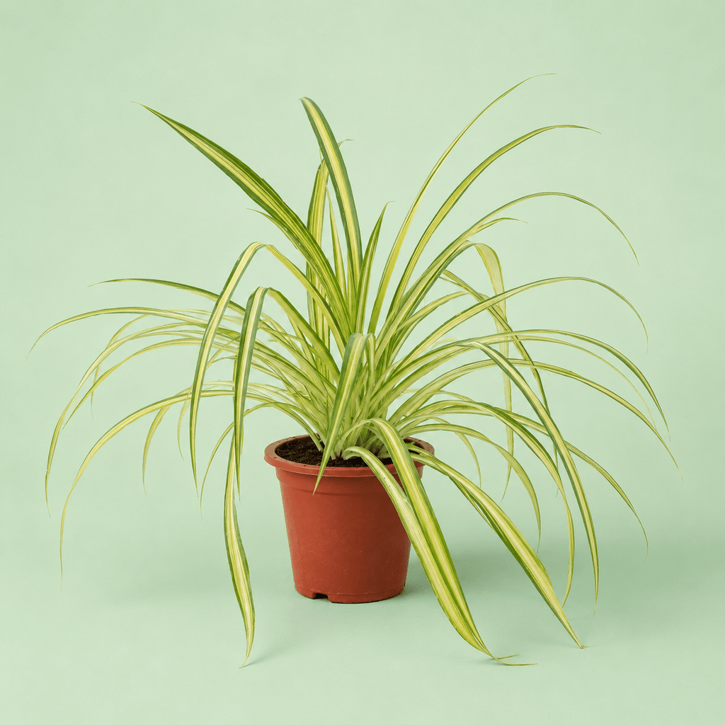 Pandanus - بندانوس - Green Mist