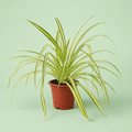 Pandanus - بندانوس - Green Mist