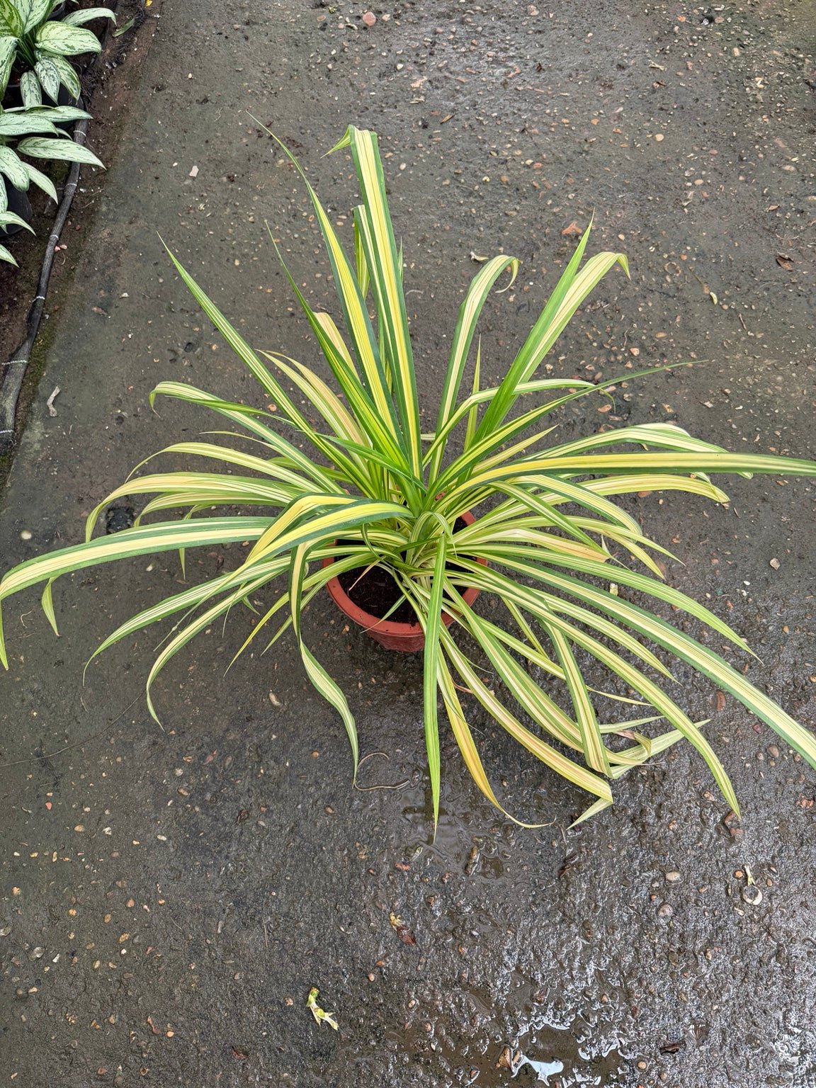 Pandanus - بندانوس - Green Mist