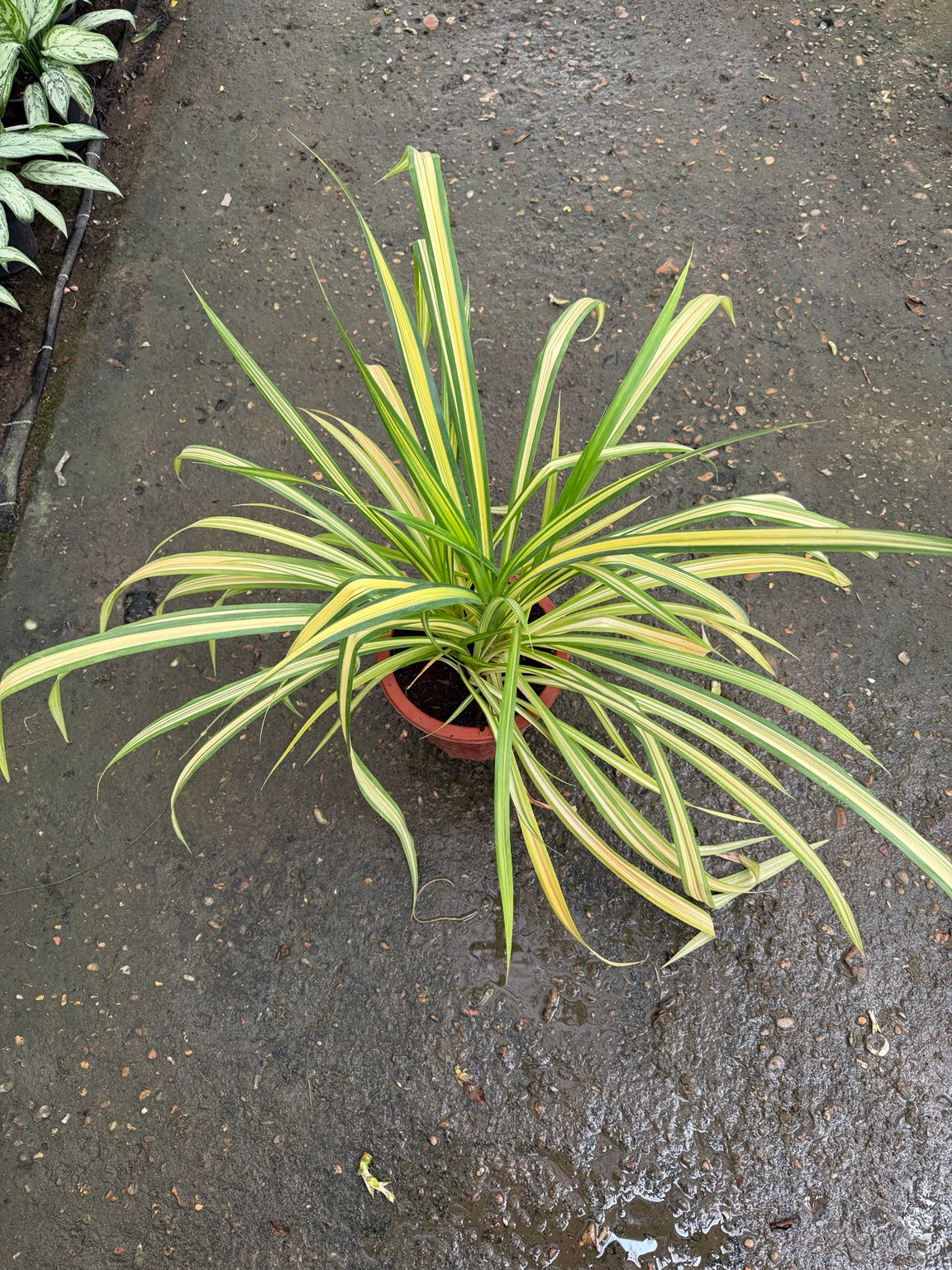 Pandanus - بندانوس real plant photo