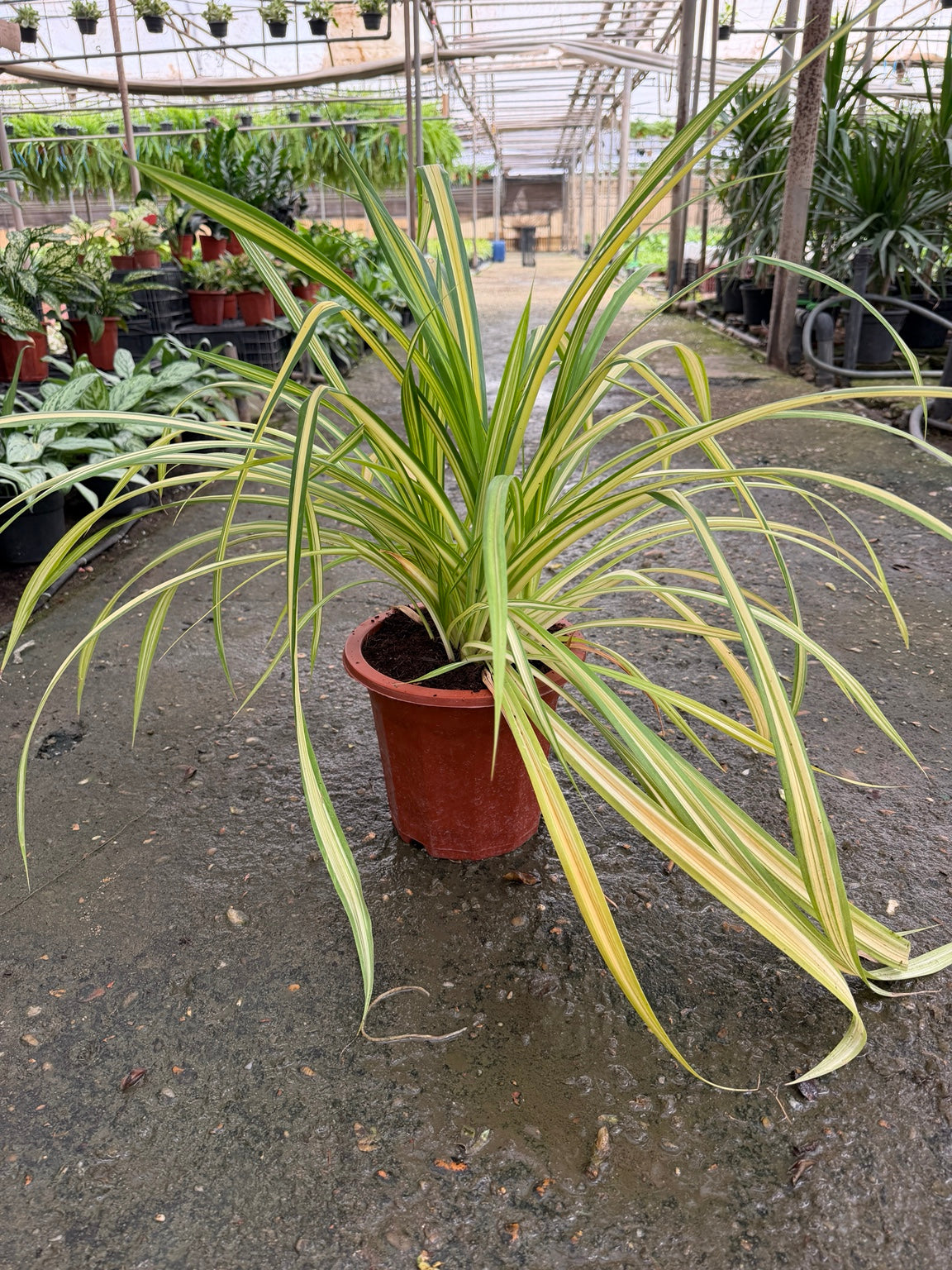 Pandanus - بندانوس real plant photo