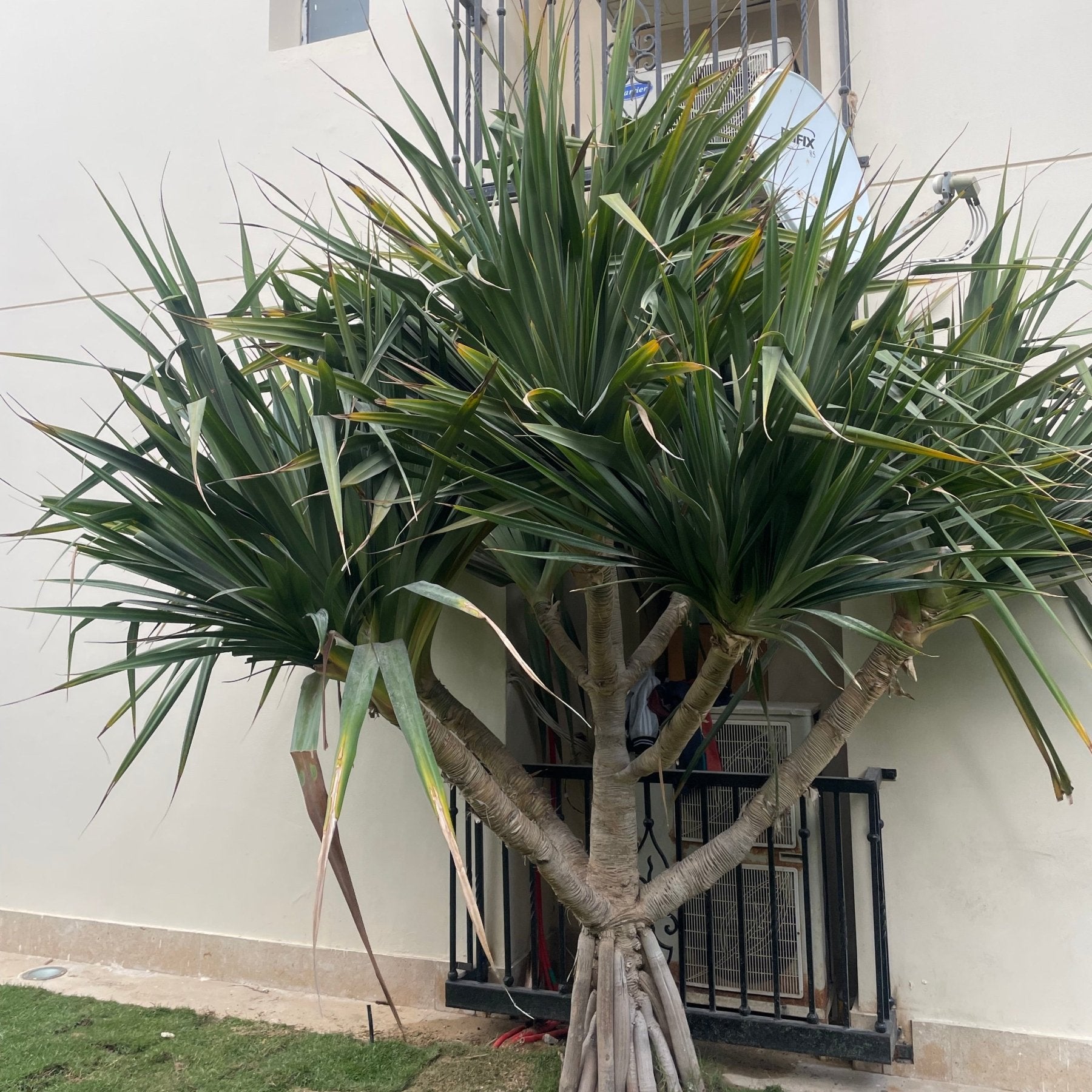 Pandanus Tree - Green Mist