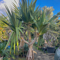Pandanus Tree - Green Mist
