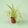 Pandanus plant - بندانوس