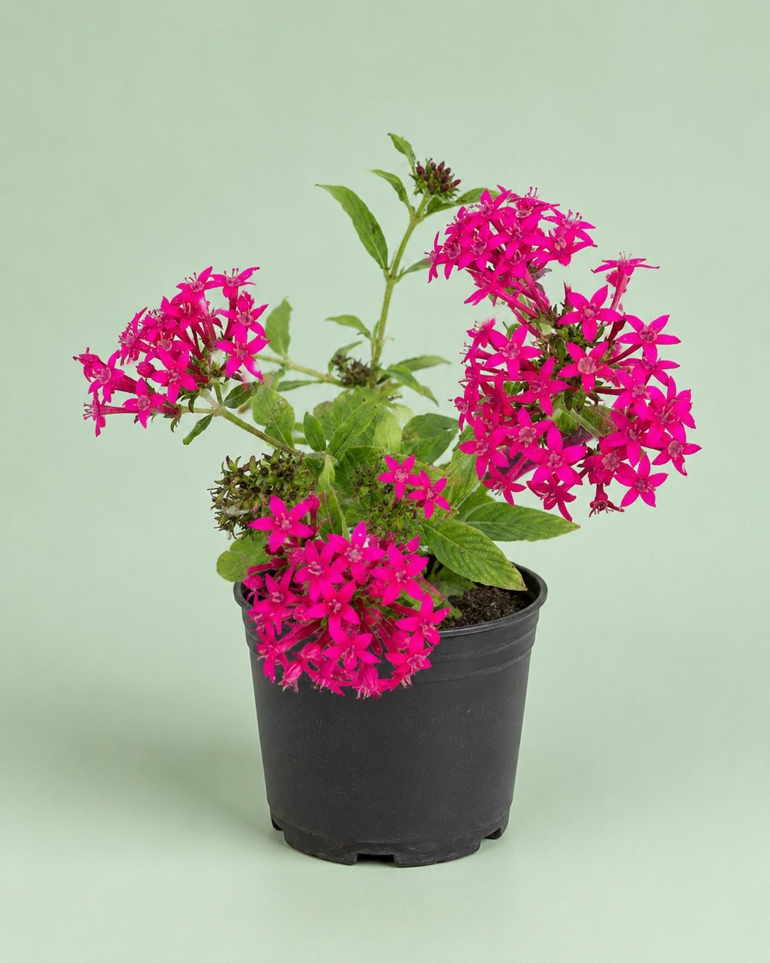 Pentas - بنتاس