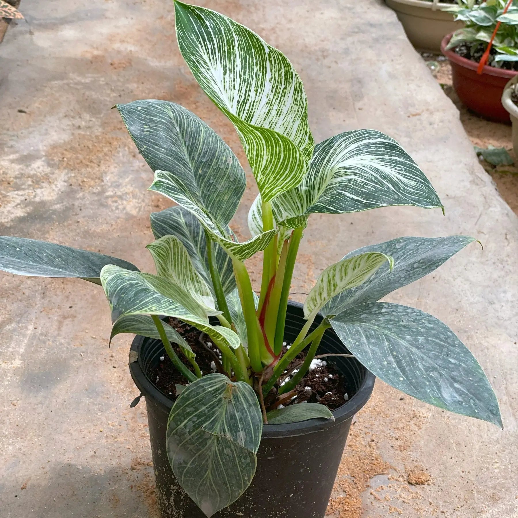 Philodendron Birkin - بيركين - Green Mist