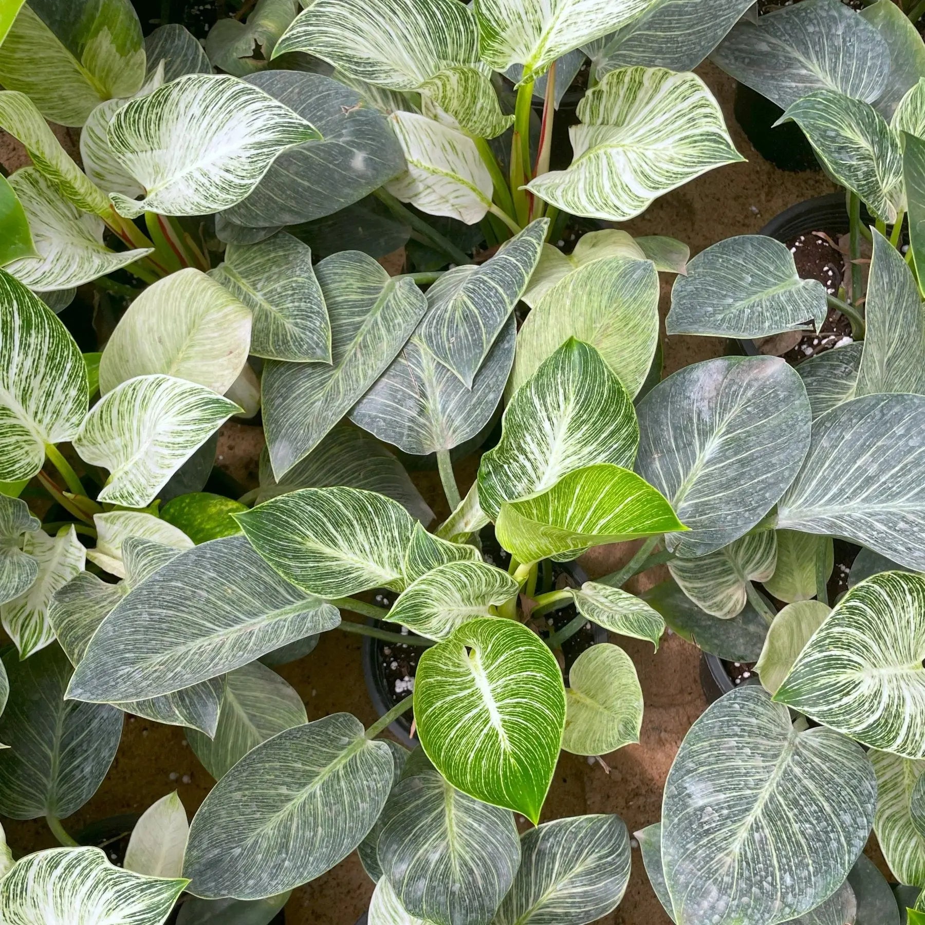 Philodendron Birkin - بيركين - Green Mist