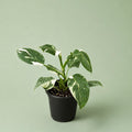 Philodendron White Princess - وايت برنسس