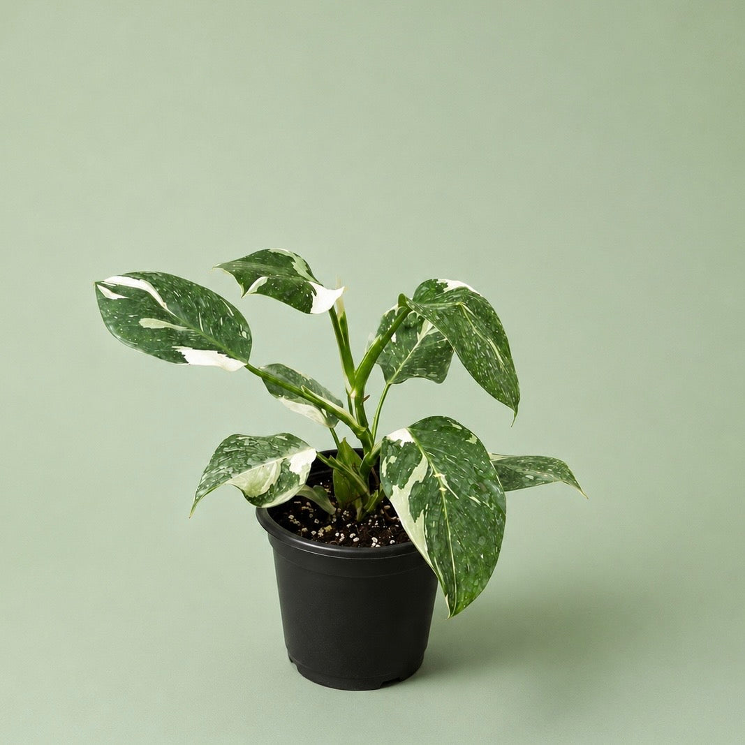 Philodendron White Princess - وايت برنسس