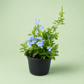 Plumbago - ياسمين ازرق - Green Mist