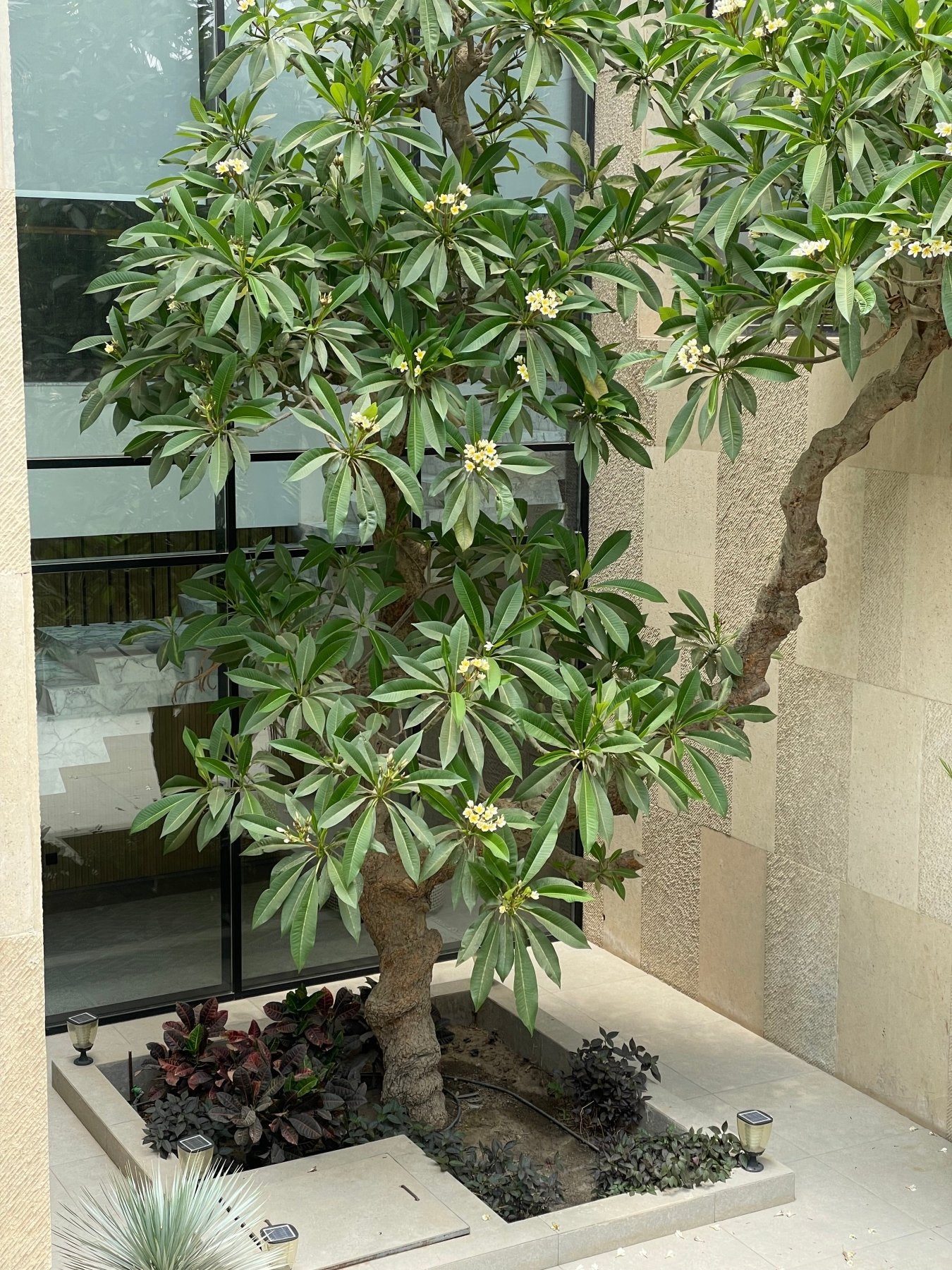 Plumeria - Green Mist