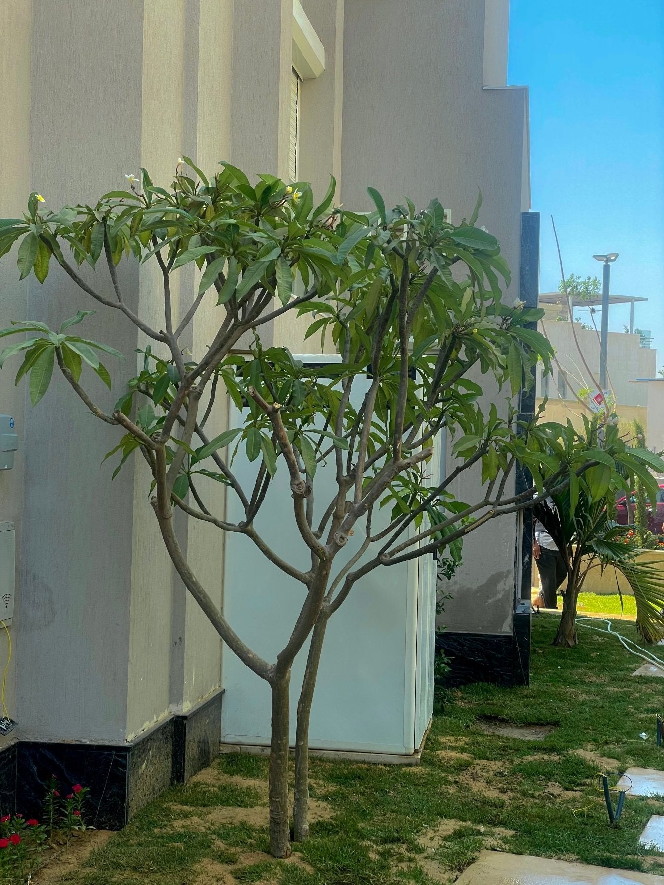 Plumeria - Green Mist