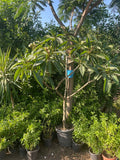 Plumeria - Green Mist