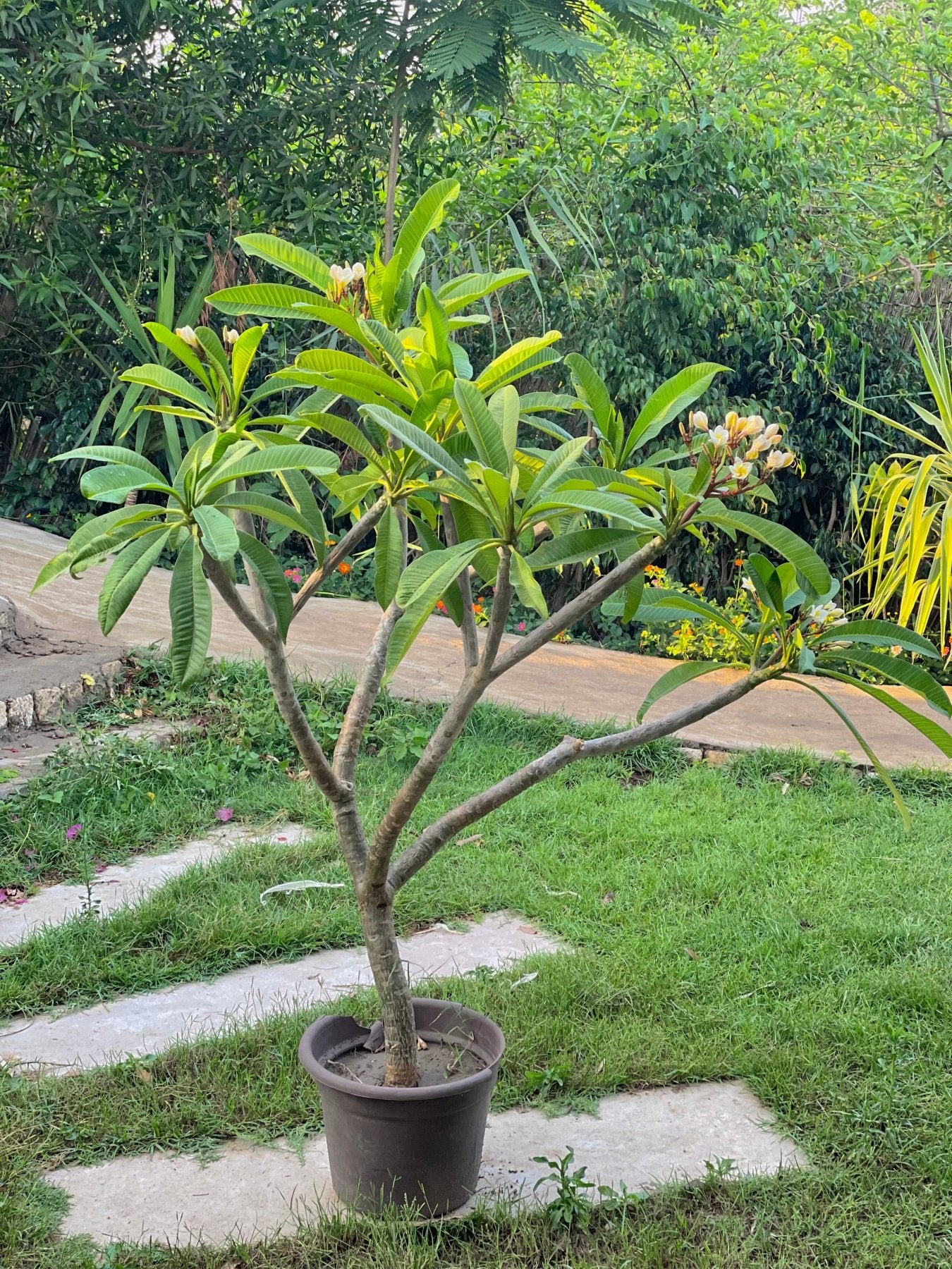 Plumeria - Green Mist