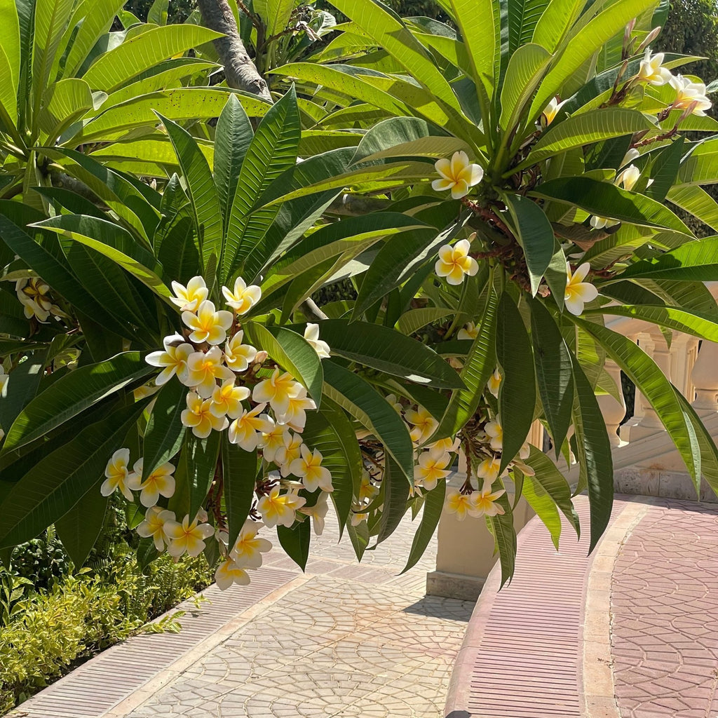 Plumeria - Green Mist