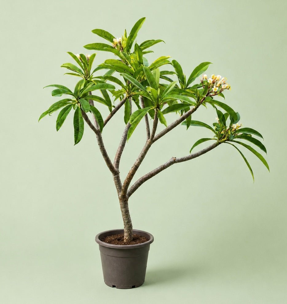 Plumeria - ياسمين هندي - Green Mist