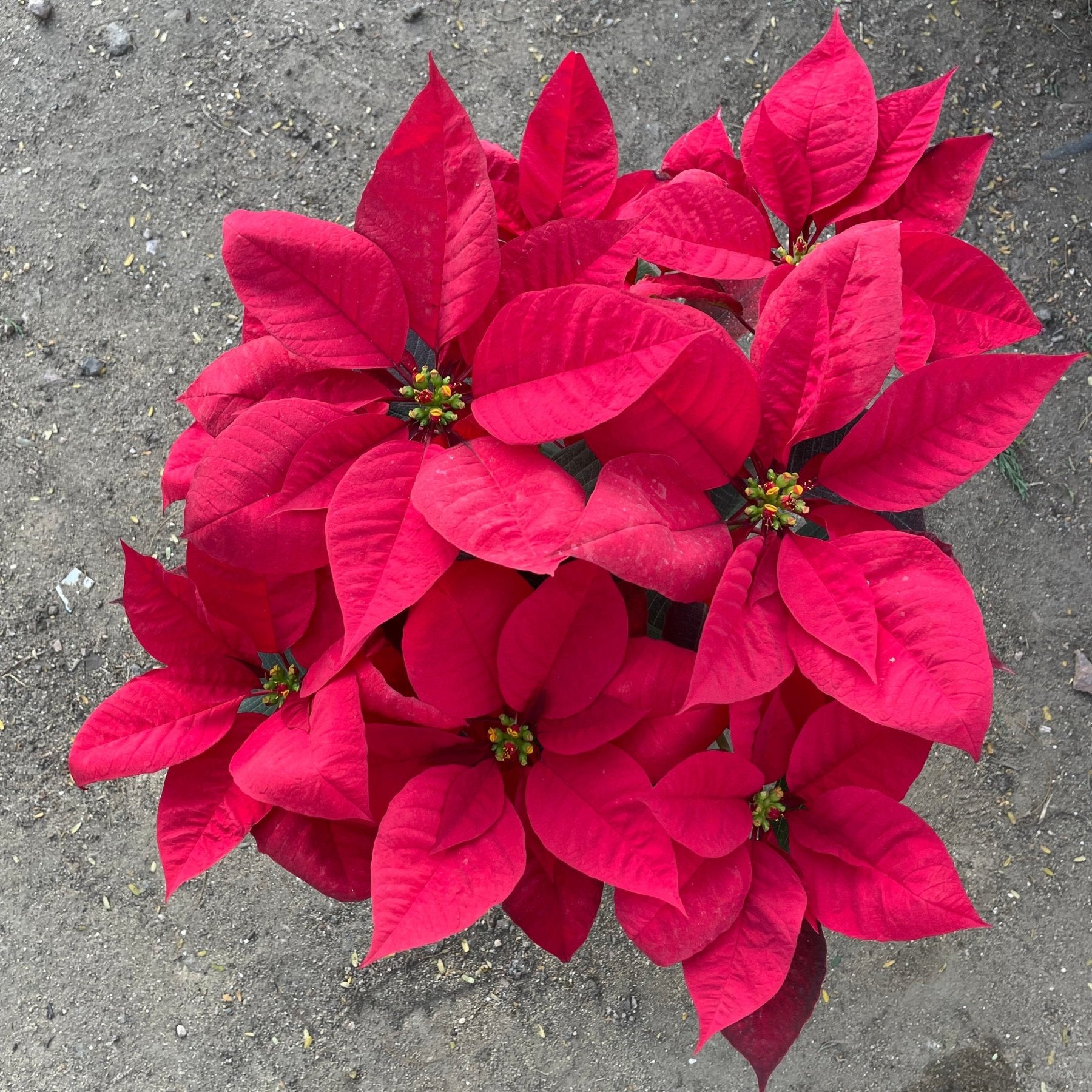 Poinsettia - بنت القنصل - Green Mist