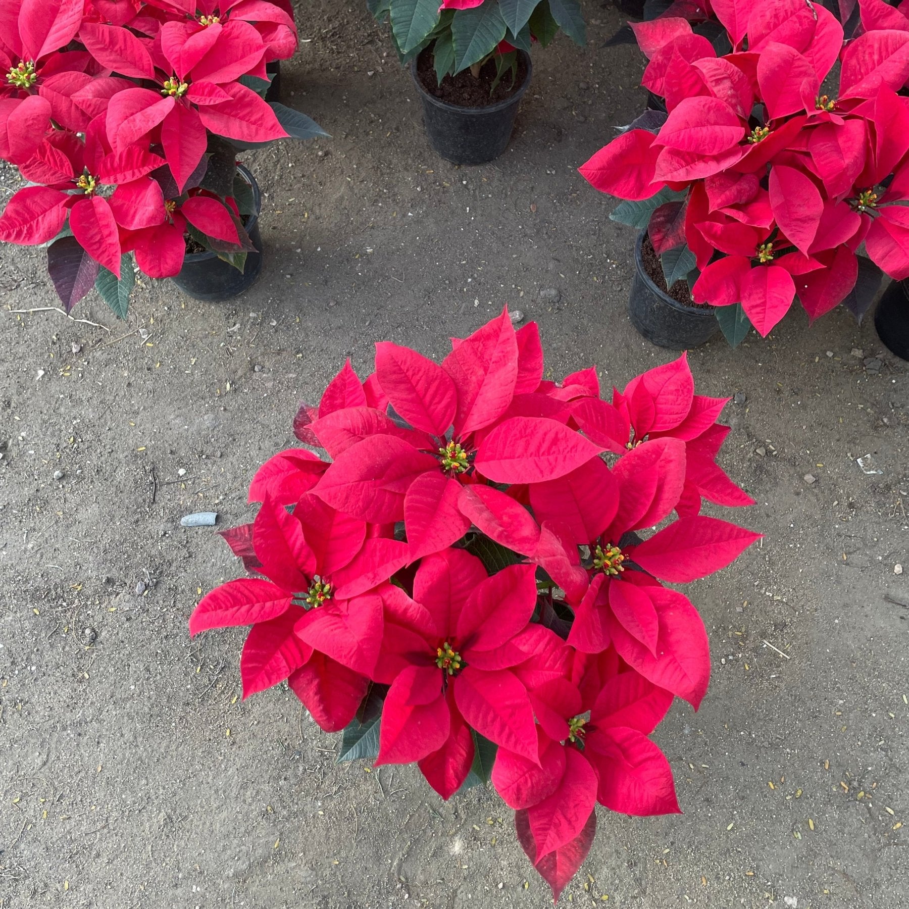 Poinsettia - بنت القنصل - Green Mist