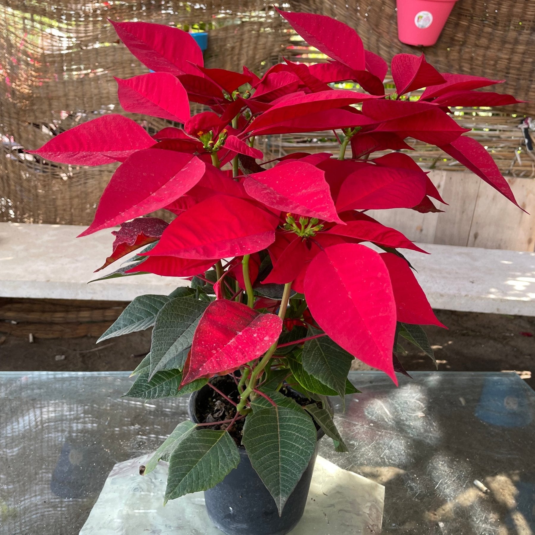 Poinsettia - بنت القنصل - Green Mist