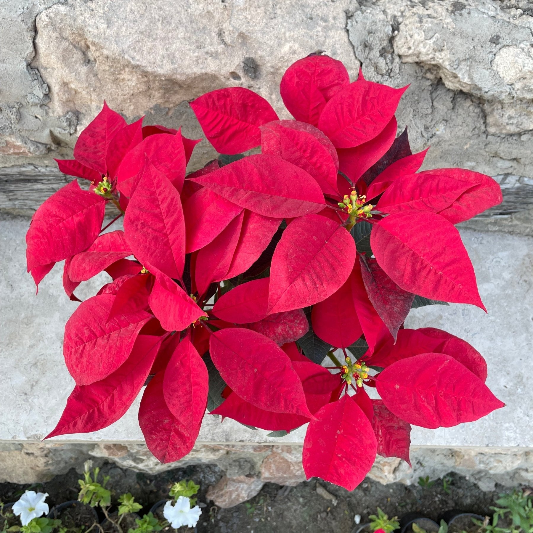 Poinsettia - بنت القنصل - Green Mist