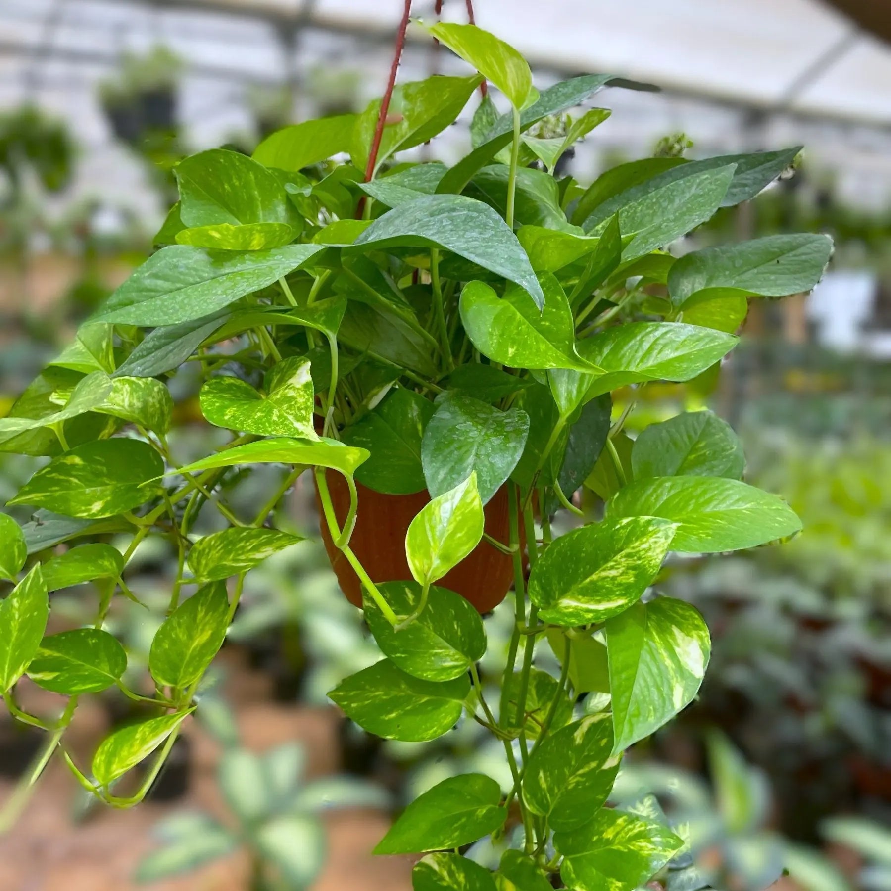pothos plant misting Pothos - بوتس