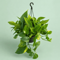 Pothos - بوتس - Green Mist