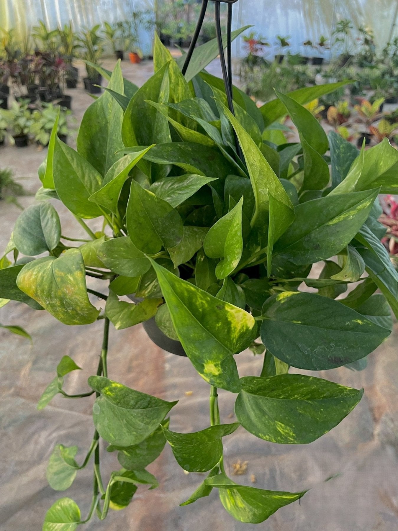 Pothos - بوتس هانج - Green Mist