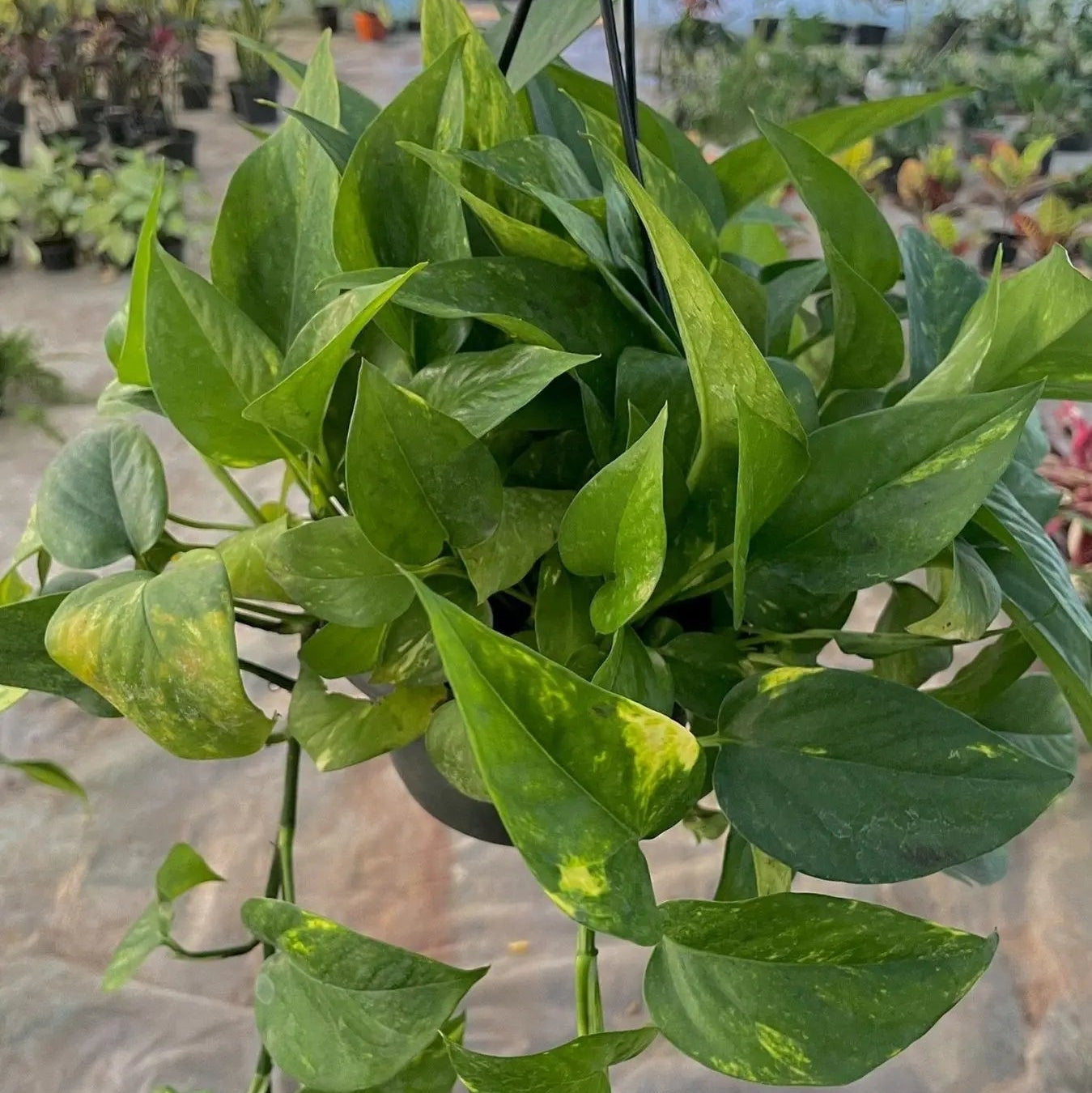 Pothos - بوتس هانج - Green Mist