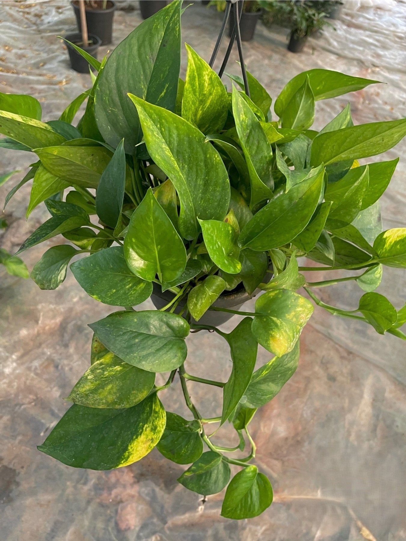 Pothos - بوتس هانج - Green Mist