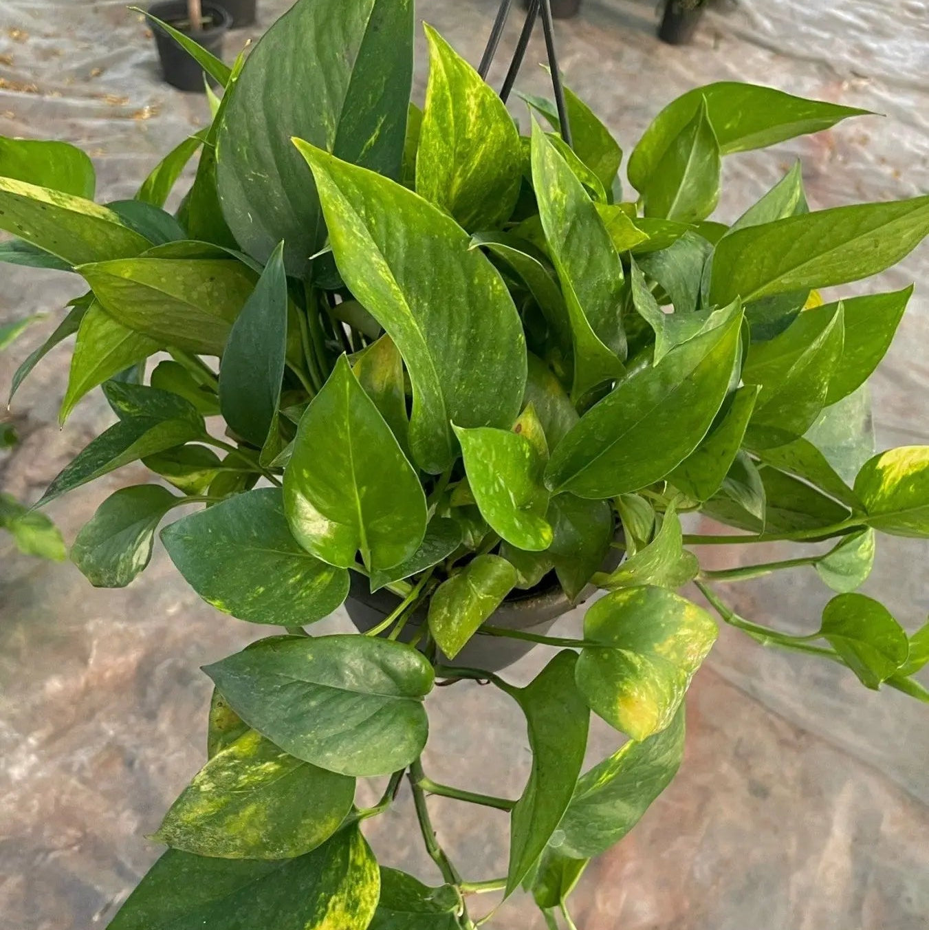 Pothos - بوتس هانج - Green Mist
