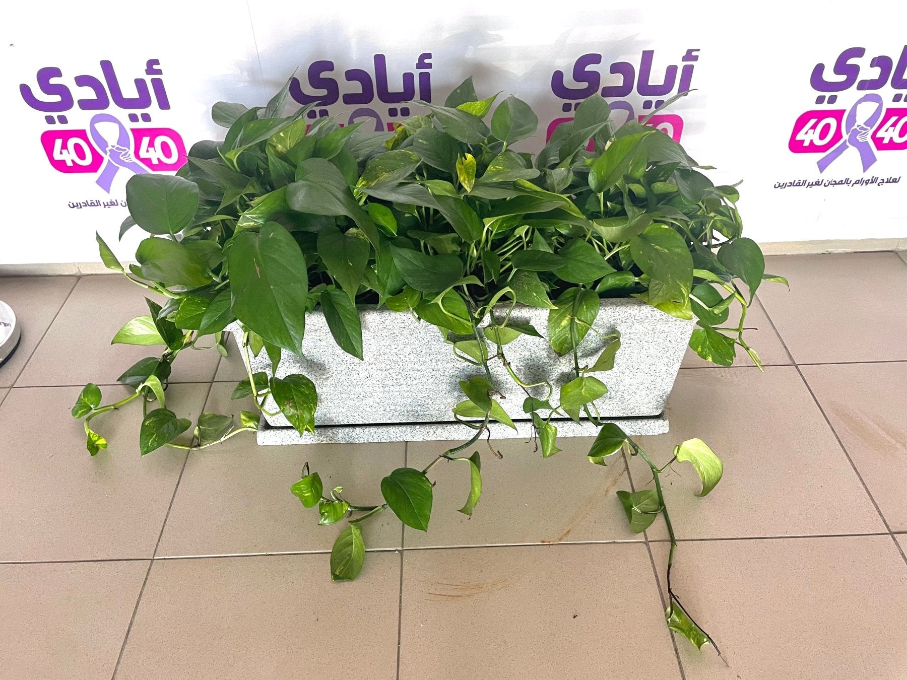 Pothos - بوتس هانج - Green Mist