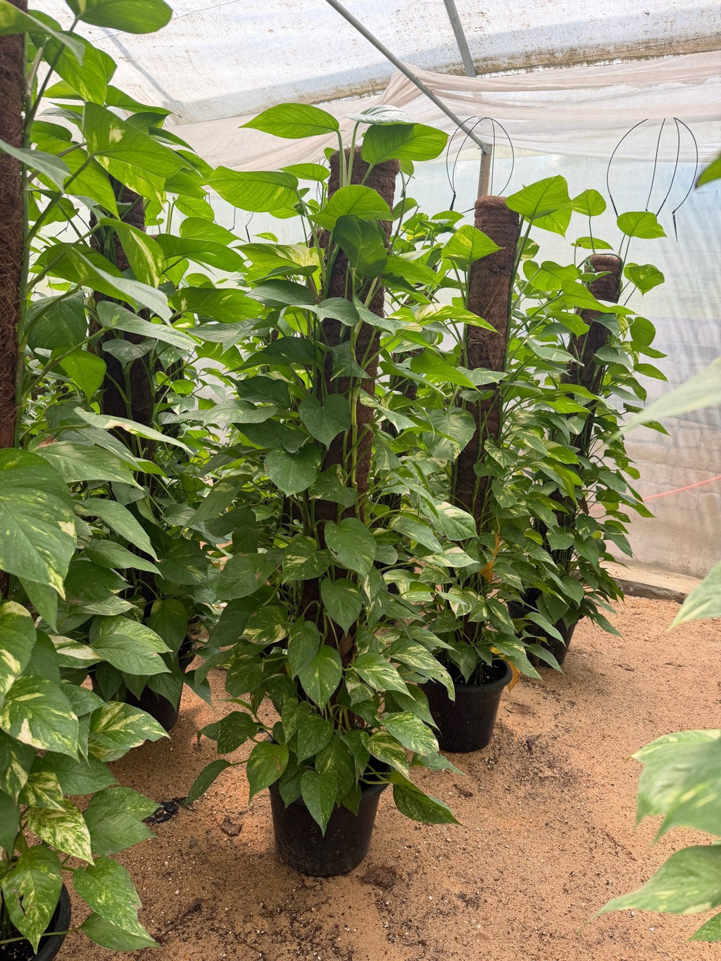 Pothos Jumbo - بوتس جامبو - Green Mist