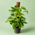 Pothos Jumbo - بوتس جامبو - Green Mist
