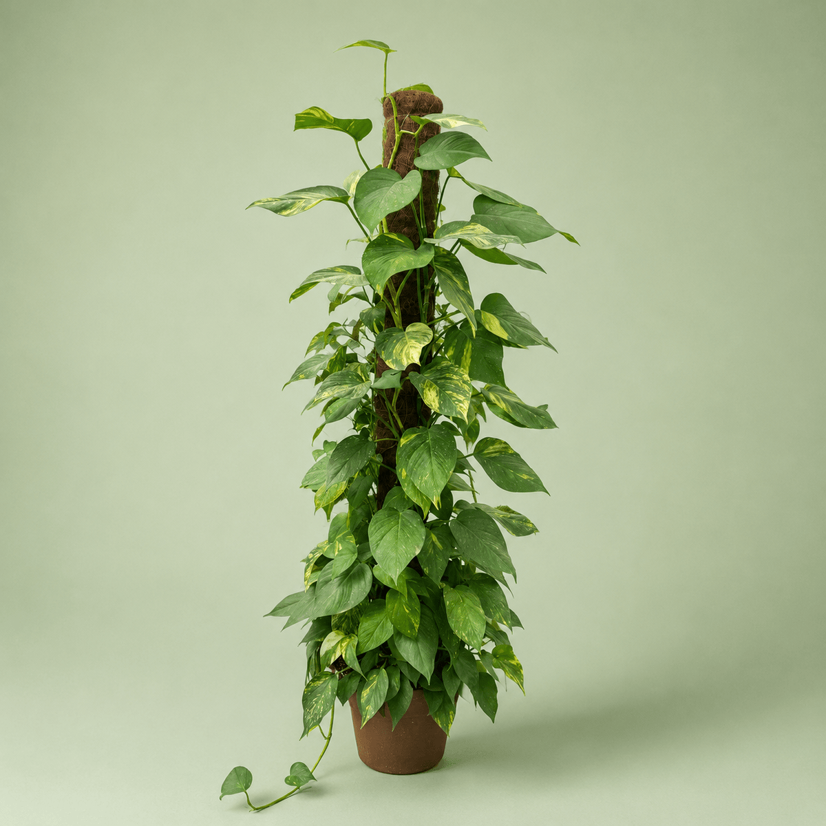 Pothos Jumbo - بوتس جامبو - Green Mist