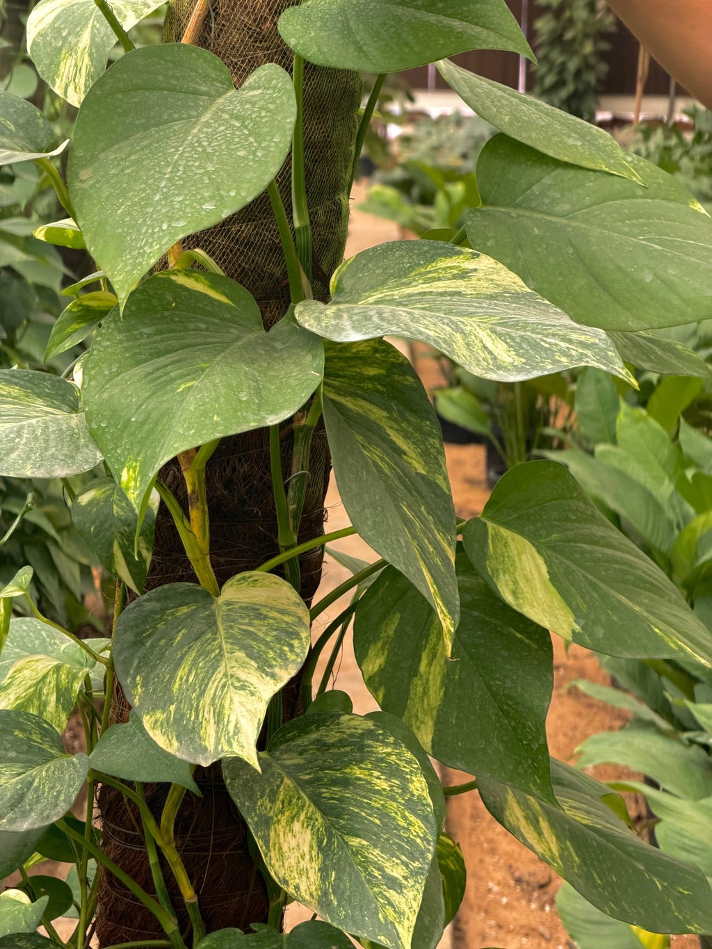 Pothos Jumbo - بوتس جامبو - Green Mist
