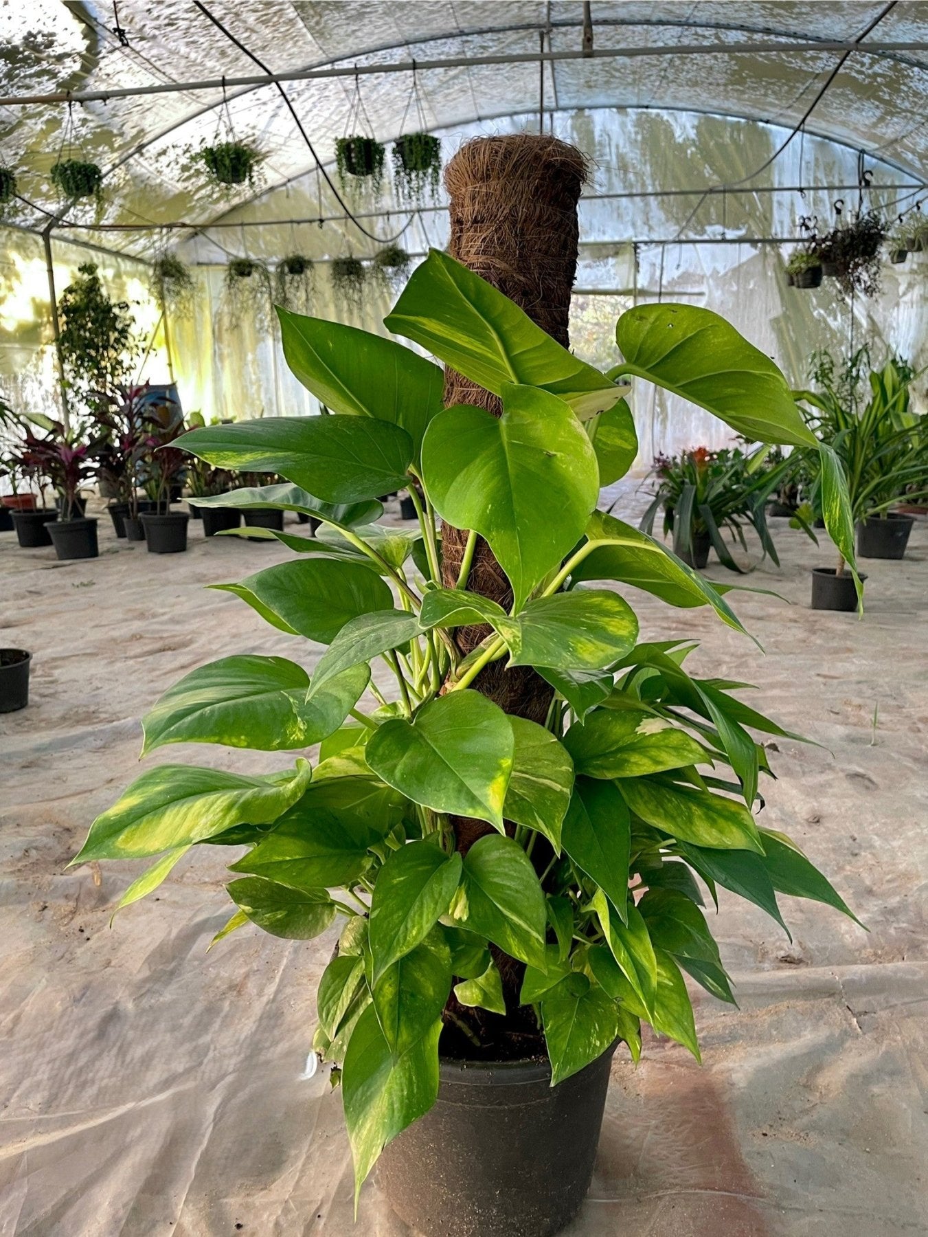 Pothos Jumbo - بوتس جامبو - Green Mist