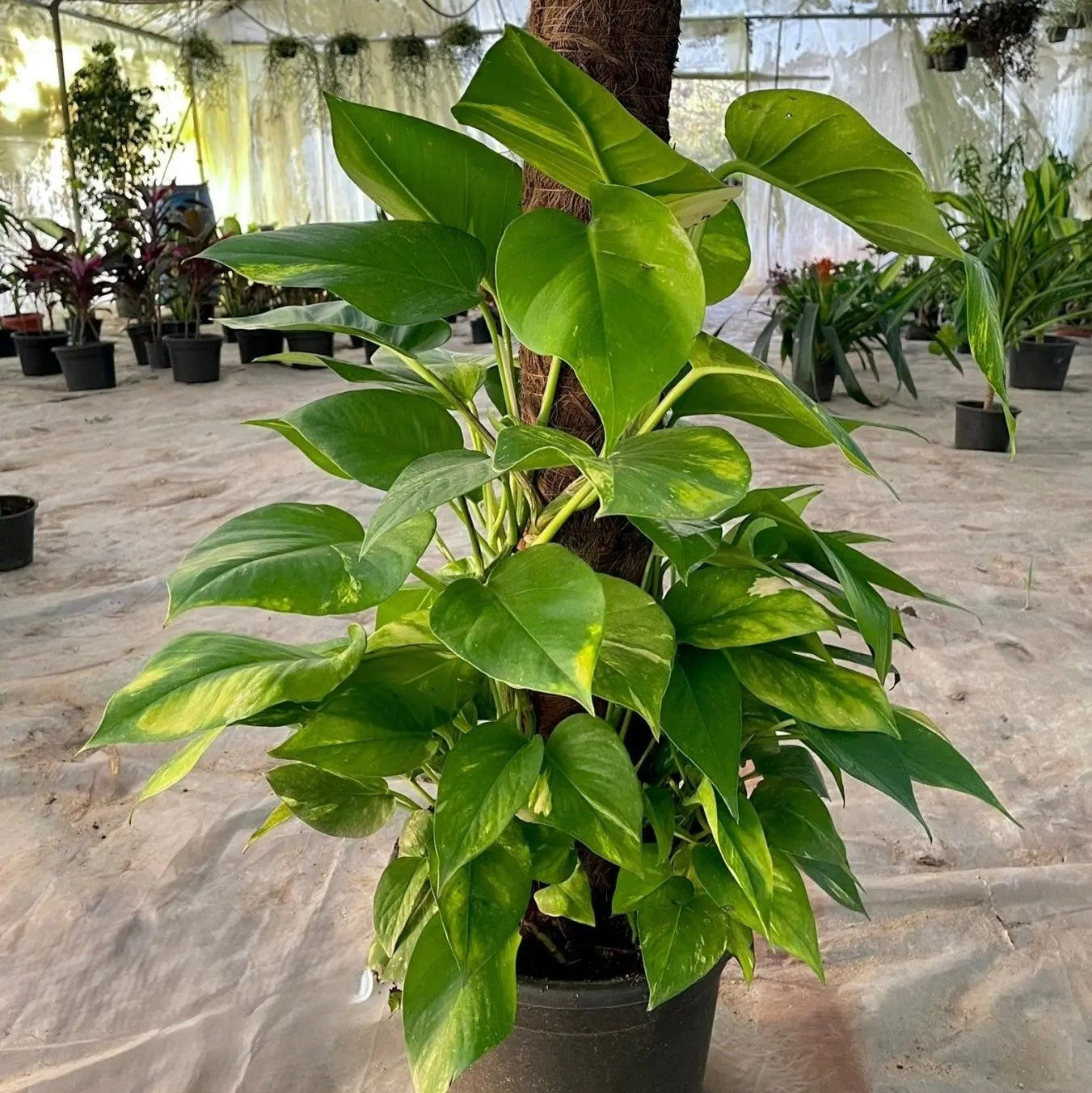 Pothos Jumbo - بوتس جامبو - Green Mist
