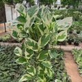 Pothos N’joy - بوتس انچوي - Green Mist