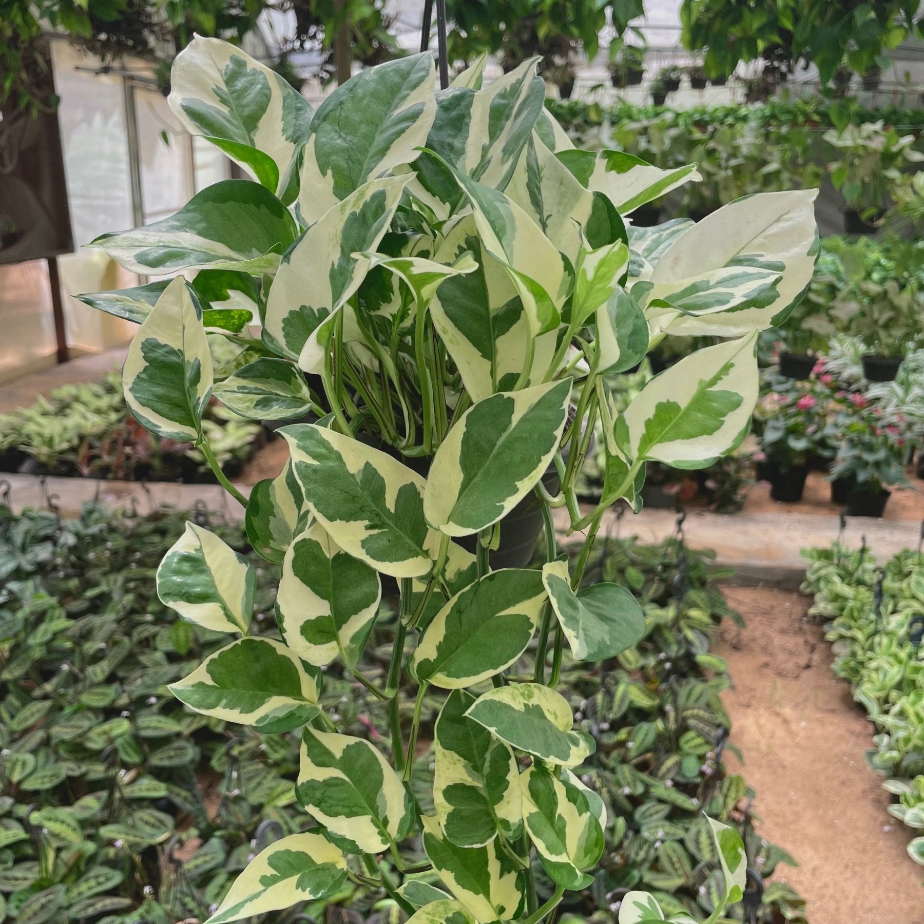 Pothos N’joy - بوتس انچوي - Green Mist