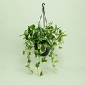 Pothos N’joy - بوتس انچوي - Green Mist