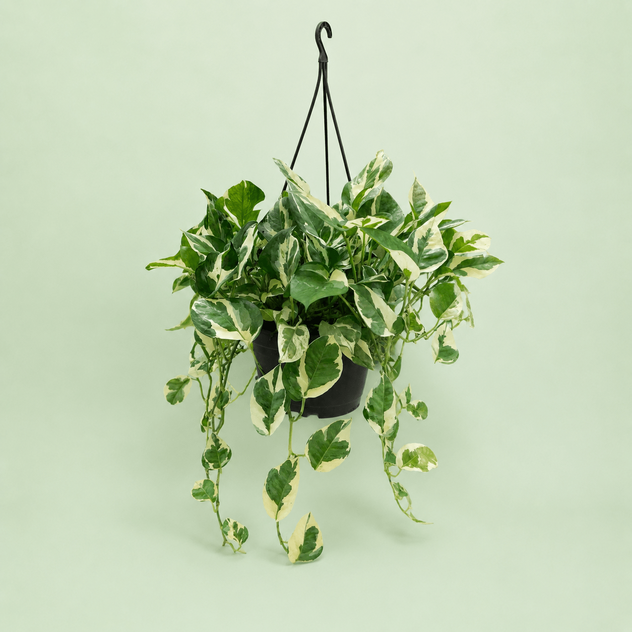 Pothos N’joy - بوتس انچوي - Green Mist