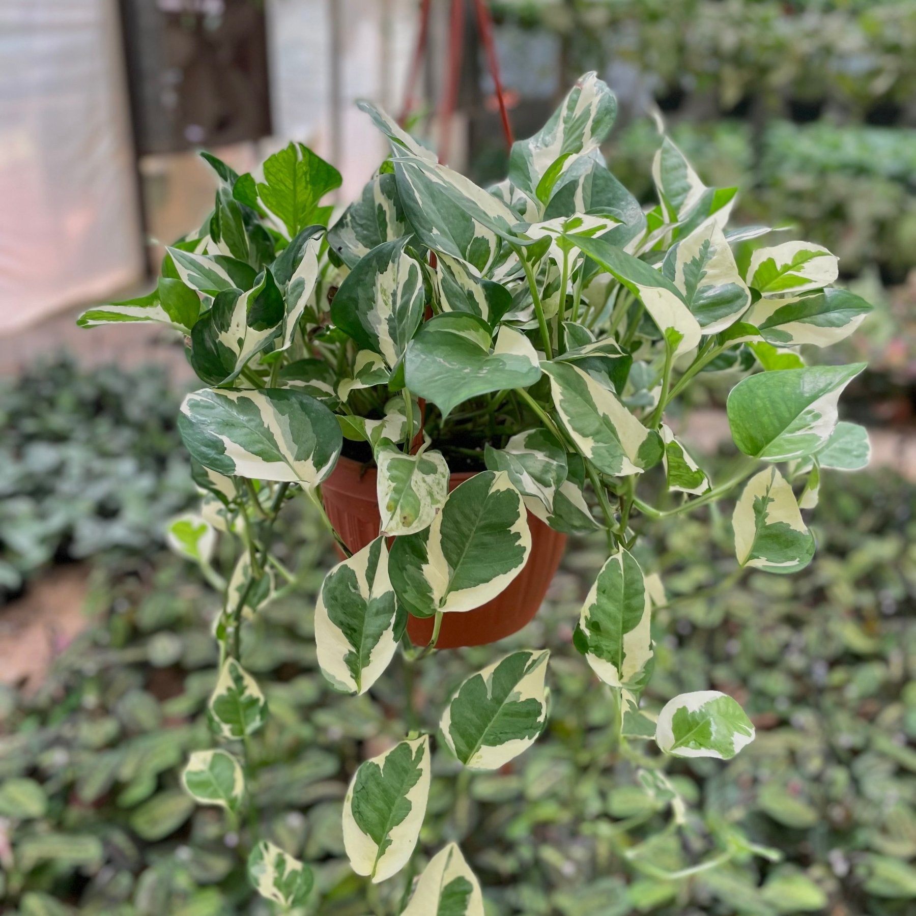 Pothos N’joy - بوتس انچوي - Green Mist