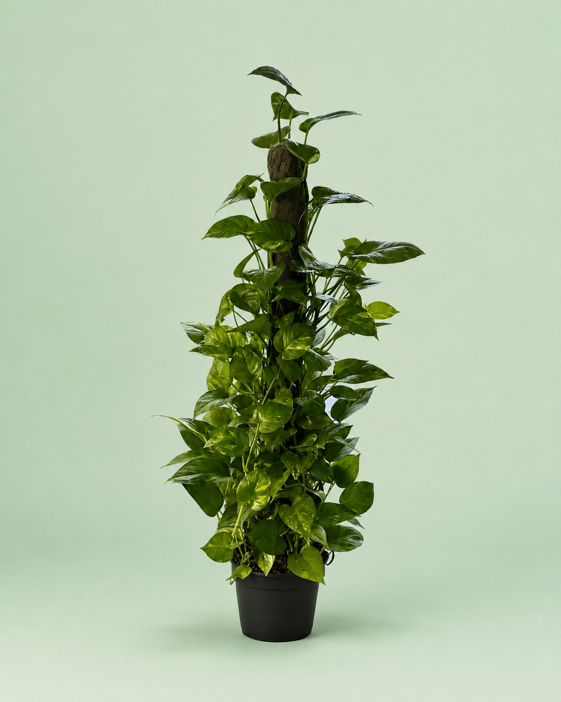 Pothos stick - بوتس ستيك - Green Mist