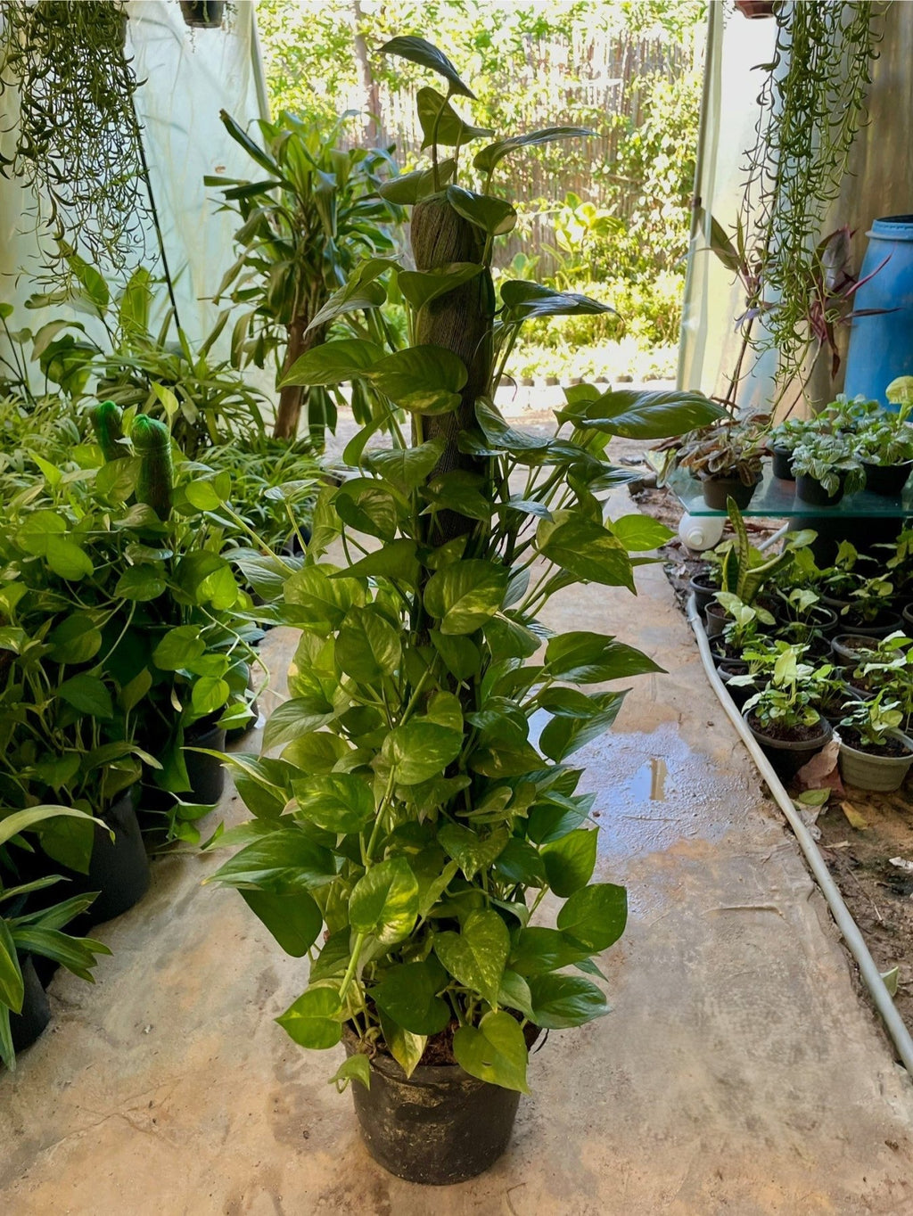 Pothos stick - بوتس ستيك - Green Mist