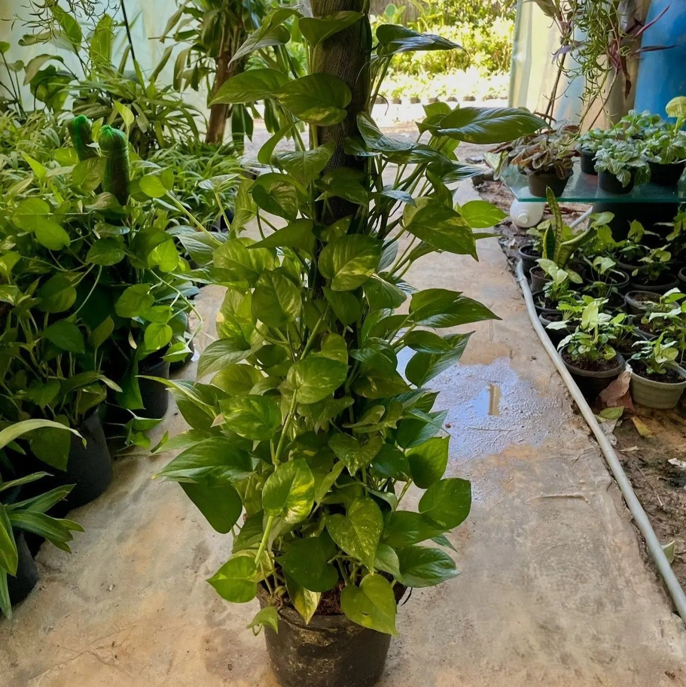 Pothos stick - بوتس ستيك - Green Mist