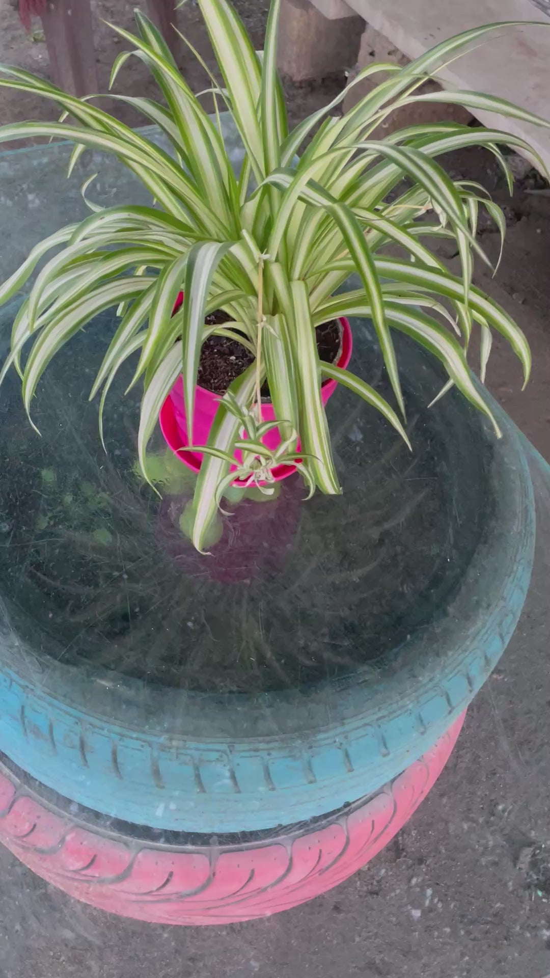 Spider - عنكبوت