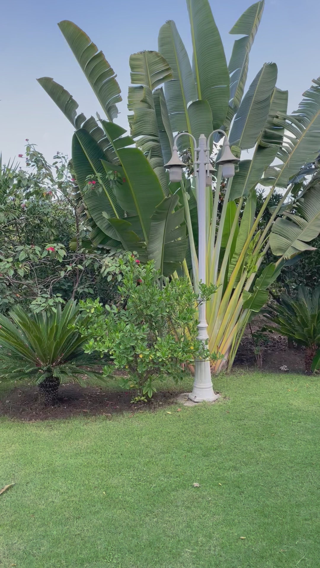 Ravenala Madagascariensis