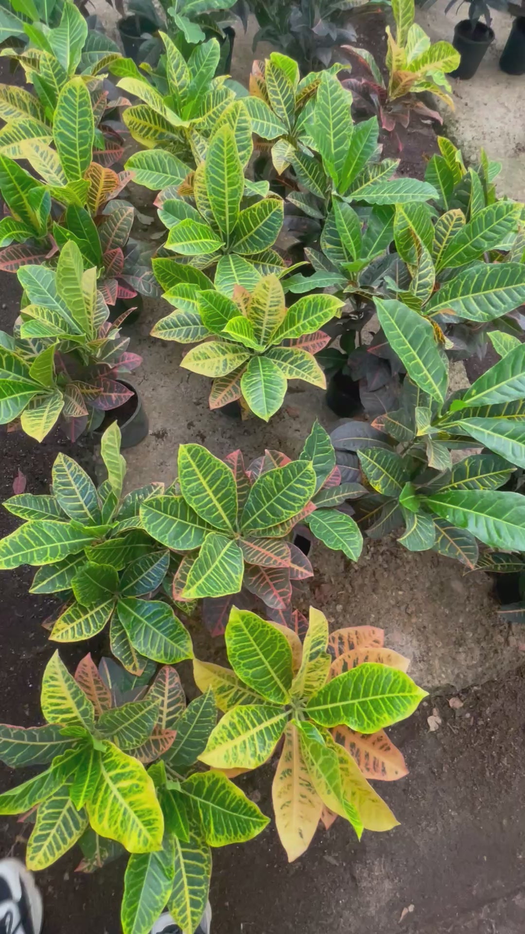 Croton Petra - كروتون بترا