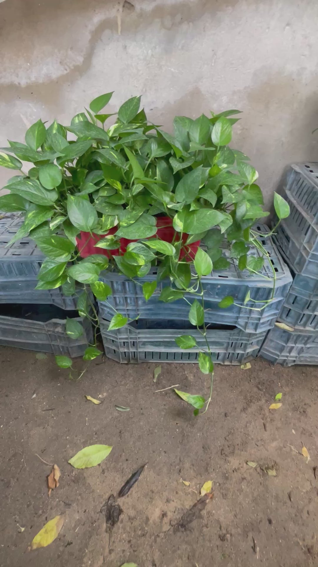 Pothos - بوتس